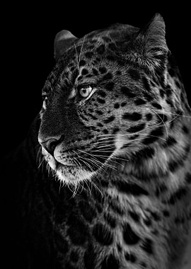 wild black african leopard