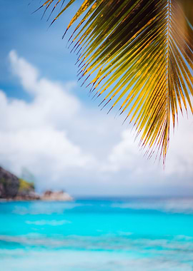 Palm Branch Against Blue O