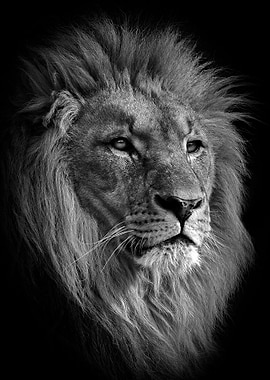 East African lion head