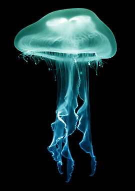 Jellyfish Green Blue