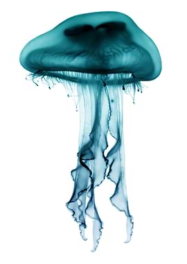 Jellyfish Green Blue
