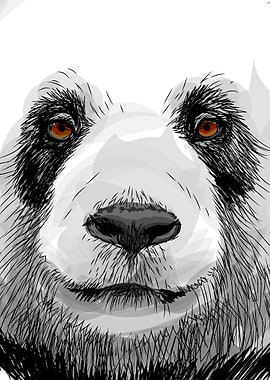 Sketch Panda