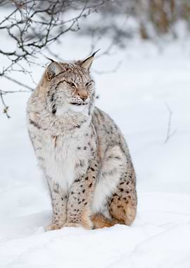 Portrait Of A Cute Lynx Cu