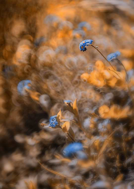 Blue forget me not flowers