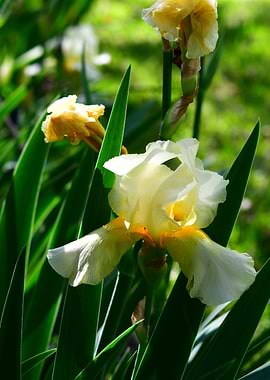 Golden Irises