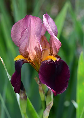 Maroon and Cream Iris