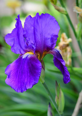 Deep Purple Iris