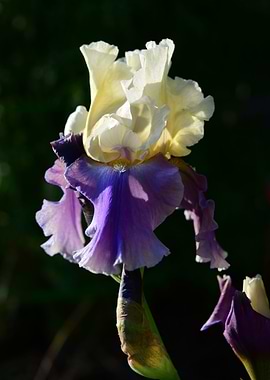 Cream and Lilac Iris