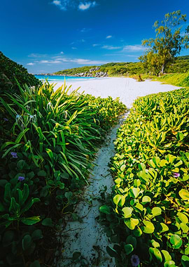 Hiking Path Overgrown With