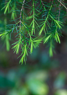 Green Needles