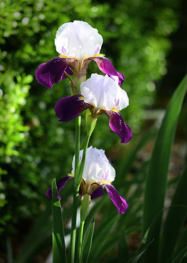 Crimson and White Irises