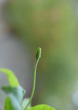 Flower Bud
