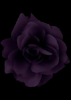 Purple rose