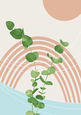 Eucalyptus Rainbow Oasis 1