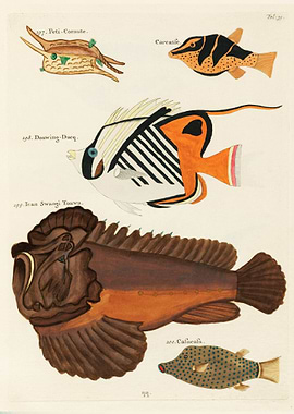 Colourful and surreal