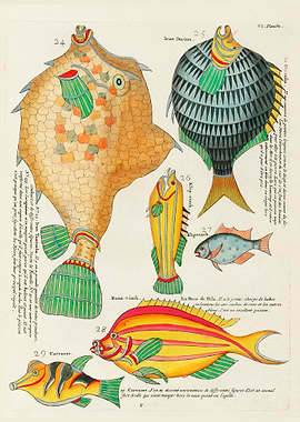 surreal fish Moluccas