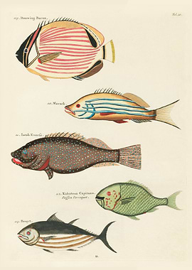 surreal fish Moluccas