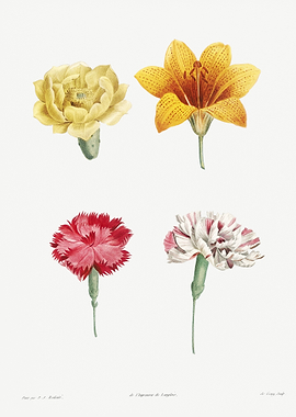 Flower Illustration
