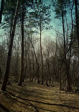 Forest before the rain