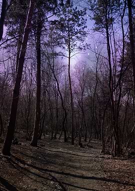 Midgnight forest