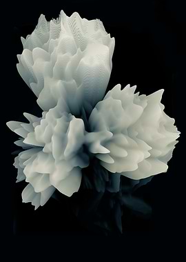 Abstract peonies