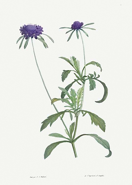Flower Illustration