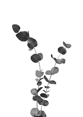 Eucalyptus Leaves Dream 2