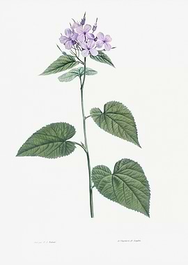 Flower Illustration