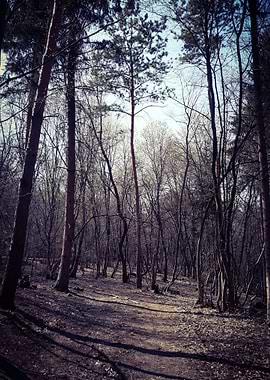 Morning in the forest