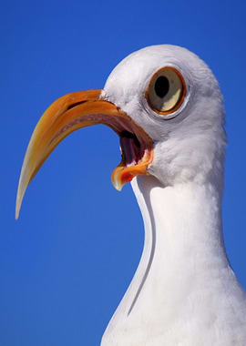 Crazy Gull