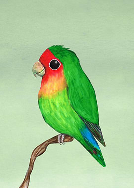 Peach faced lovebird