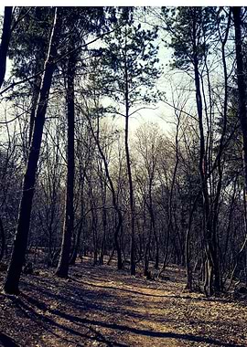 Forest in the afternoon