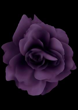 Purple rose