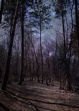 Deep night forest