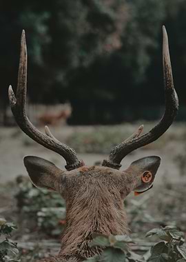 Deer in the Forest