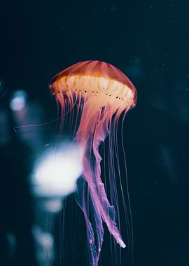 JellyFish