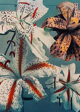 Altra Lily Traditional Jap