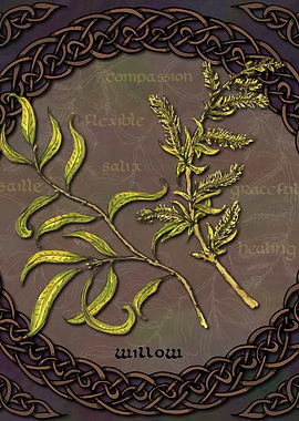 Celtic Willow
