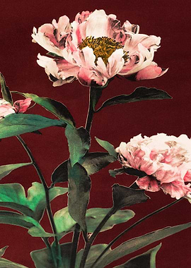 Herbaceous Peony Flower