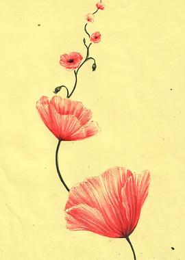 Red poppy flowers