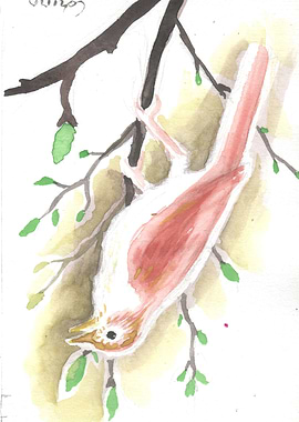 Luscinia megarhynchos Comm