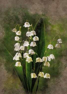 Lily of the valley