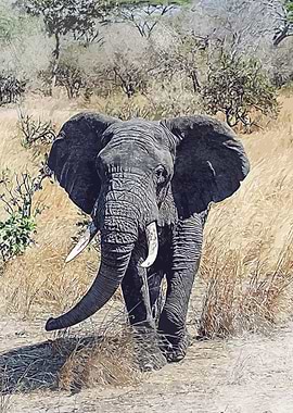 elephant is elephant