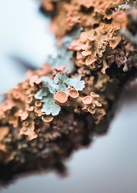 Lichen 2