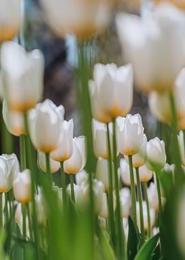 White Tulips