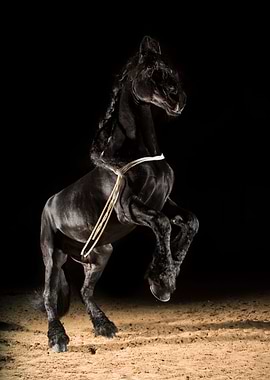 Black horse in the dark