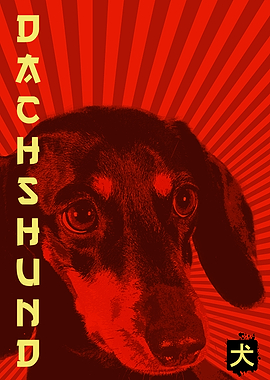 dachshund