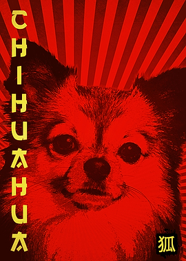 chihuahua dog