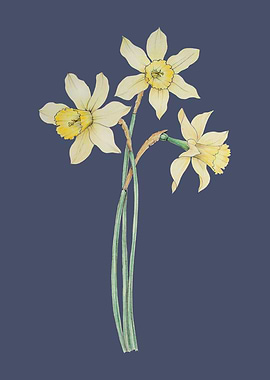 Bouquet of daffodils