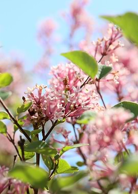Syringa vulgaris oleaceae